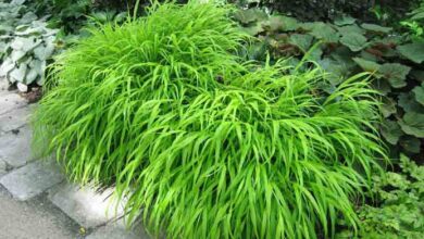 Photo of Hakonechloa macra Japan Grass, Hakone grass