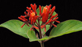 Photo of Hamelia patens, um arbusto com propriedades medicinais consideráveis