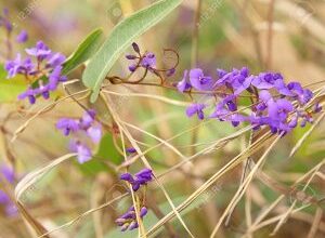 Photo of Hardenbergia violacea Wisteria australia, Zarzaparrilla australiana, Hardenbergy morada