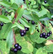 Photo of Haronia melanocarpa Haronia negra