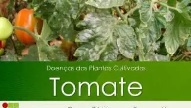 Photo of Hastes de Tomate Preto: Tratamento das Doenças das Hastes de Tomate no Jardim