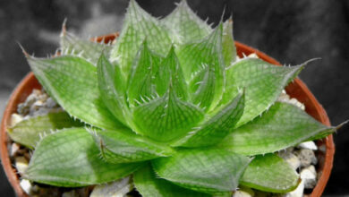 Photo of Haworthia decipiens