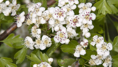 Photo of Hawthorn