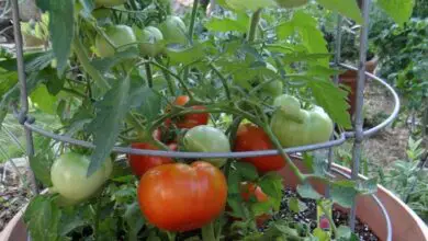 Photo of Heatmaster Tomato Care : Culture de plants de tomates Heatmaster