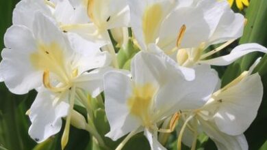 Photo of Hedychium coronarium Ginger Butterfly, Butterfly, White Ginger