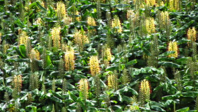 Photo of Hedychium gardnerianum Kahili Ginger, Longose