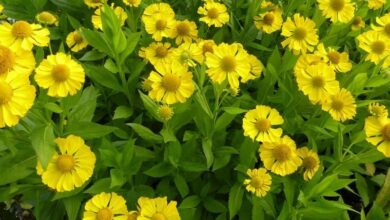 Photo of Helenium autumnale Tijuana Brass