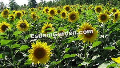 Photo of Helianthus Sun, Helianthe, Girassol