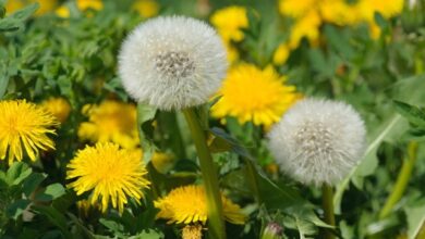 Photo of Helichrysum bracteatum, uma bela planta cujas flores podem emoldurar qualquer local.