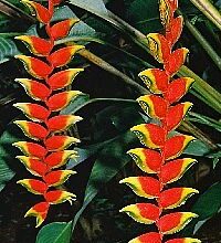 Photo of Heliconia rostrata produz inflorescências espectaculares