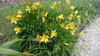 Photo of Hemerocallis citrina Hemerocalle citrina