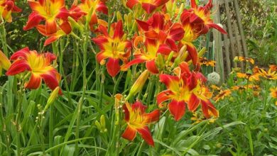 Photo of Hemerocallis Hemerocallis, Daylily