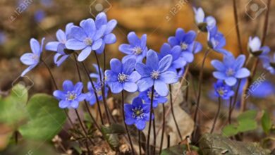 Photo of Hepatica nobilis Anémona hepática