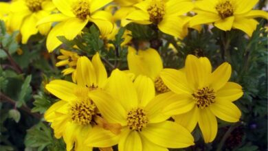 Photo of Herbal care Bidens ferulifolia ou verbena amarela