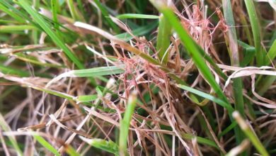 Photo of HERBE FIL ROUGE : IDENTIFICAÇÃO E TRAITEMENT