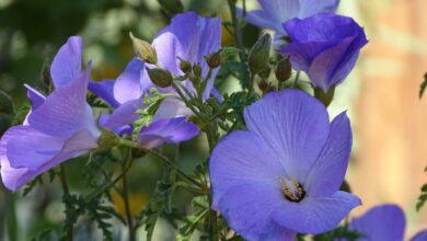 Photo of Hibisco azul australiano, falso hibisco