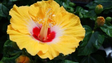 Photo of Hibiscus rosa-sinensis ou tratamento de plantas de hibisco