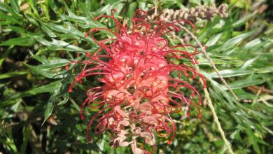 Photo of Híbrido Grevillea Robyn Gordon