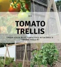 Photo of História da Hazelfield Farm Tomatoes: Cultivo de Tomate na Hazelfield Farm