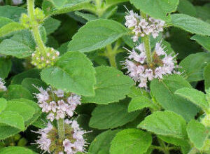 Photo of Hortelã japonesa com flores brancas