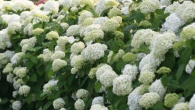 Photo of Hortensia arborescens, Virginie Hortensia