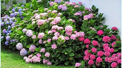 Photo of Hortensia, Hortensia