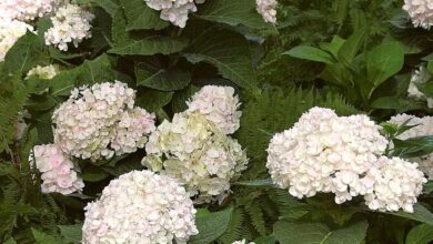 Photo of Hortensia macrophylla