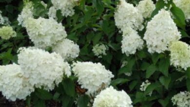 Photo of Hortensia paniculé