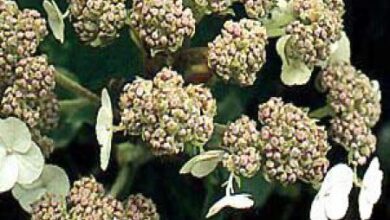 Photo of Hortensia poilue, Hortensia poilue