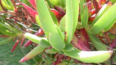 Photo of Hottentots Fig, Sea Fig, Witch’s Claw