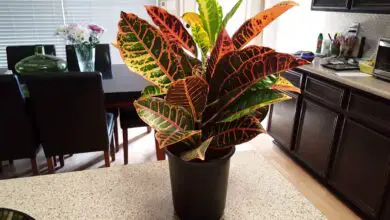 Photo of Houseplant Croton – Croton Plant Care