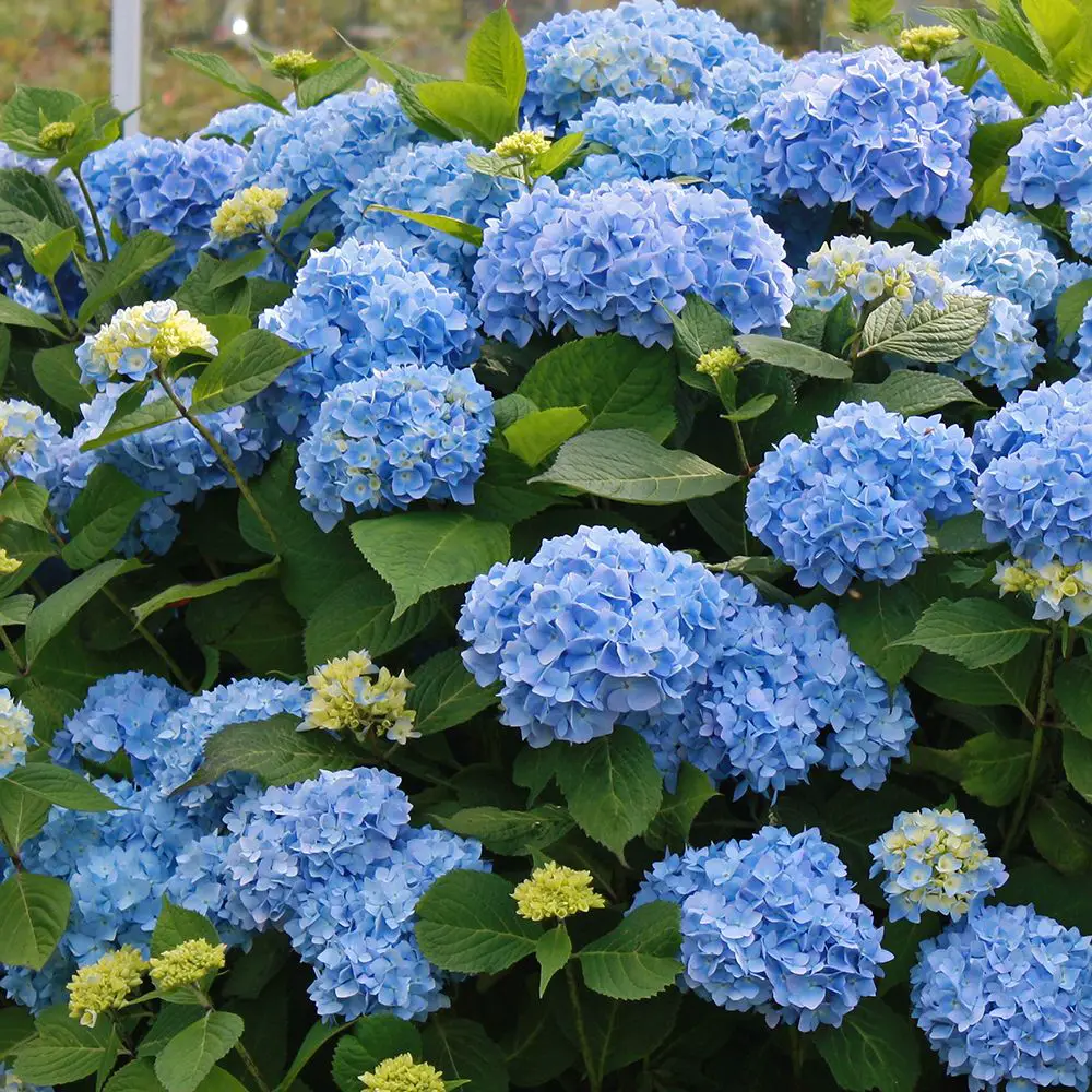 Hydrangea macrophylla ou Hydrangea tratamento de plantas Noticias De