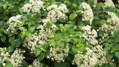 Photo of Hydrangea petiolaris Hortênsia Trepadora