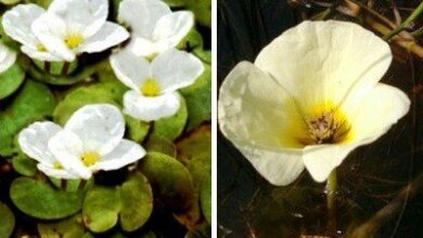 Photo of Hydrocharis morsus ranae, pequena planta aquática de floração