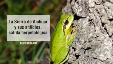 Photo of Hyla meridionalis, um anfíbio que é um grande aliado do pomar.