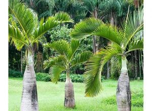 Photo of Hyophorbe lagenicaulis Palmetto