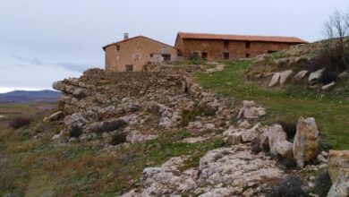 Photo of Iberis sempervirens, de aspecto tapeçaria, mereceria ser …