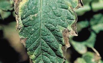 Photo of Identificação de manchas bacterianas e dicas para controlar as manchas bacterianas nas plantas de tomateiro