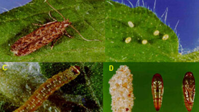 Photo of Identificação e prevenção da praga do tomate