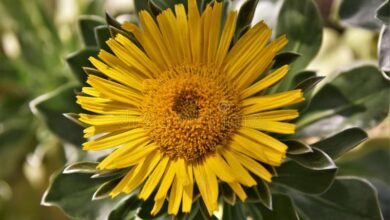 Photo of Ilhas Canárias Anthemis, Margarida das Ilhas Canárias