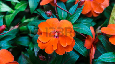 Photo of Impatiens x nova guiné Impatiens of New Guinea