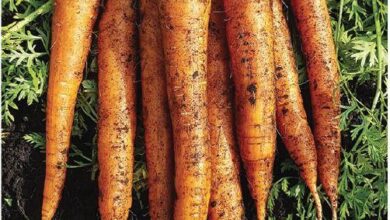 Photo of Imperator Carrot Information – Comentar cultiver les carottes Imperator