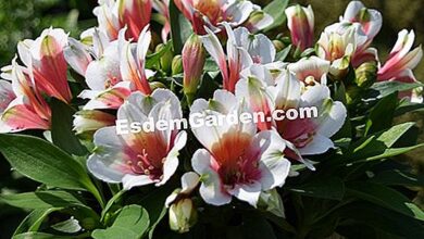 Photo of Inca Lily, Lírio peruano, Alstroemeria