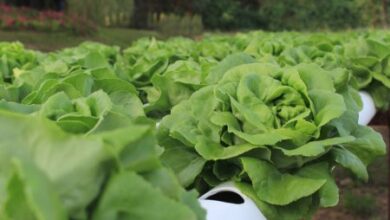 Photo of Informação sobre a Alface Manteiga de Carvalho: Growing Oak Butter Butter Lettuce in the Garden (Cultivo de Alface Manteiga de Carvalho no Jardim)