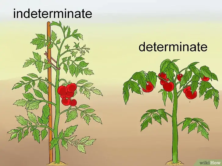 Photo of Informação sobre a Meia Estação do Tomate – Dicas para a plantação de plantas de tomateiro de cultura principal