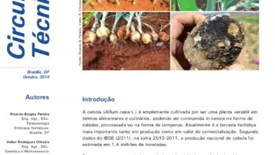 Photo of Informação sobre a Onion Botrytis: O que causa a podridão da coroa nas cebolas?