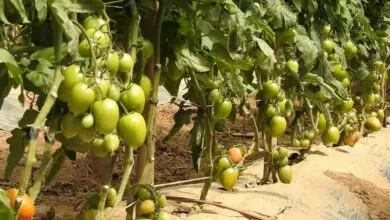 Photo of Informação sobre a planta de tomateiro: Cultivo de uma planta de tomateiro enxertada
