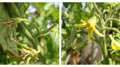 Photo of Informação sobre a pulverização de flores: Como funcionam os sprays de tomate?