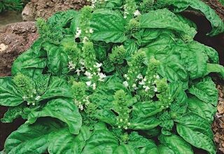 Photo of Informação sobre Alface e Folha de Manjericão: Plantas de Alface em Crescimento com Folha de Manjericão