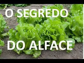 Photo of Informação sobre alface salgada: Como cultivar alfaces salgadas